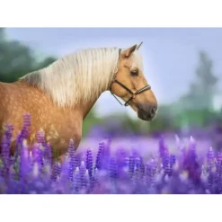 Puzzle Cheval dans un Champ de Lupin