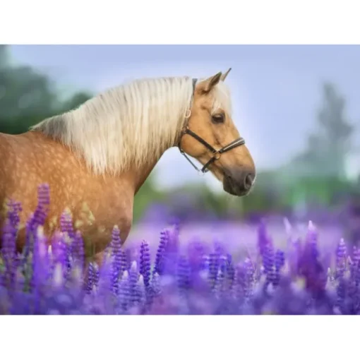 Puzzle Cheval dans un Champ de Lupin