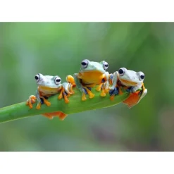 Puzzle Friendly Frogs