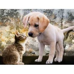 Puzzle Kitten and Puppy